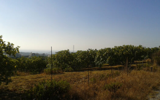 Plot in Casares