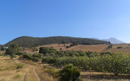Plot in Casares