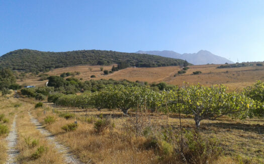 Plot in Casares